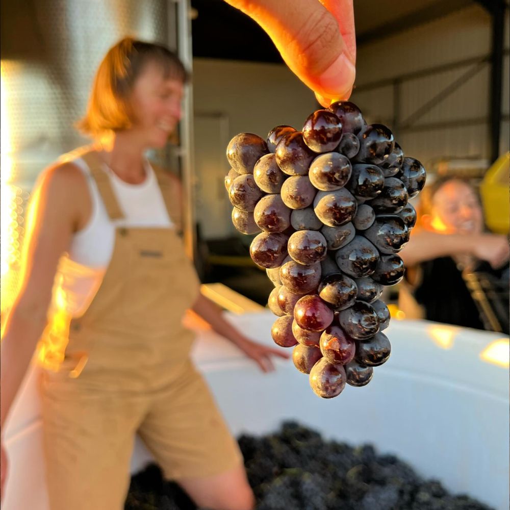 Table Talk &amp; Tasting - Hanneke Kruger of Vino pH - Teddington Wednesday 3rd June 2026