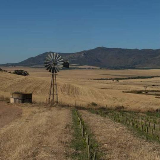 South Africa -12 years on from the Swartland Revolution - Teddington Wednesday 5th June