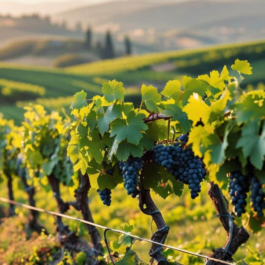 Table Talk & Tasting: Graziano Prà Soave and Valpolicella Wines  – Teddington Wednesday 16th July