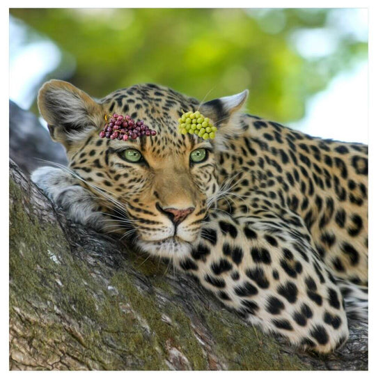 The Grape Safari - wines of South Africa - Teddington Wednesday 2nd April