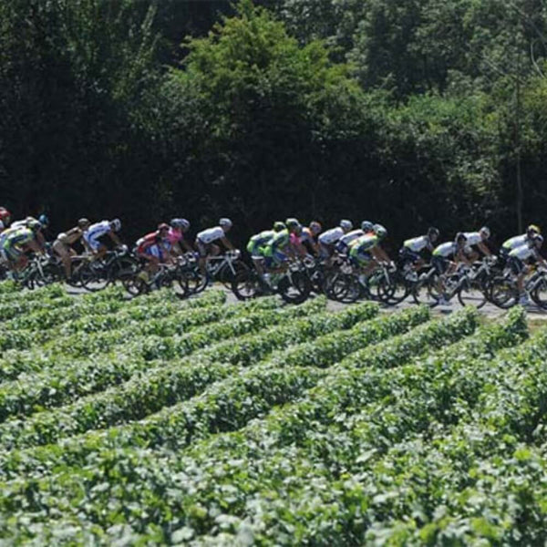 Tour de France – Chiswick Thursday 4th July