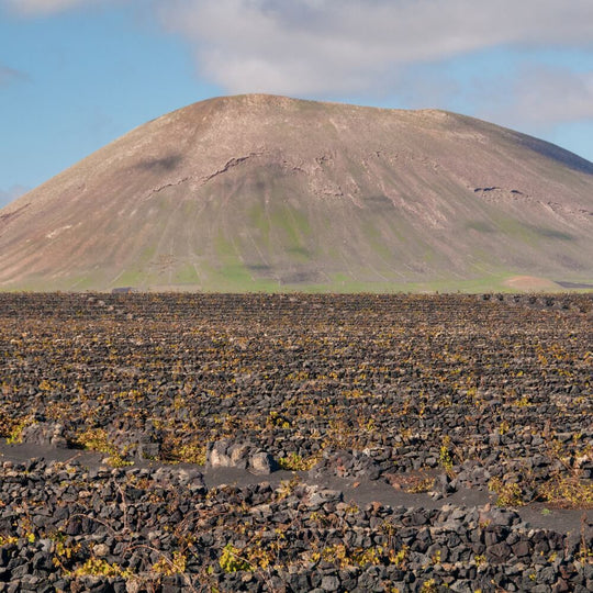 Extreme Sustainable Viticulture – 29th June – Teddington