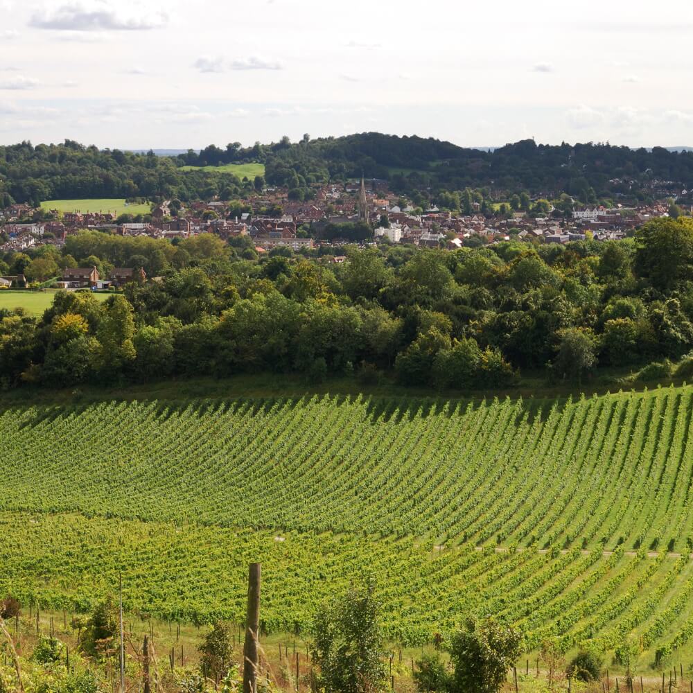 Focus on English Wine – 20th April – Chiswick