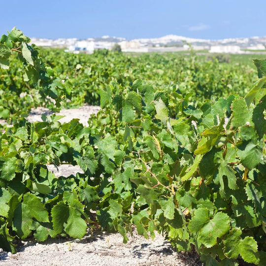 Island Wines – 27th April – Chiswick