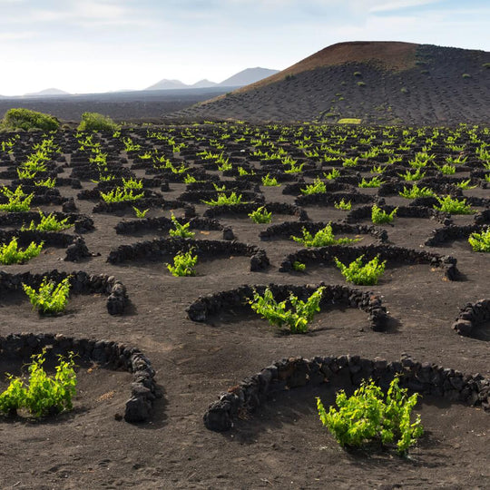 Organic & Biodynamic Focus: Volcanic Wines – 8th June – Richmond