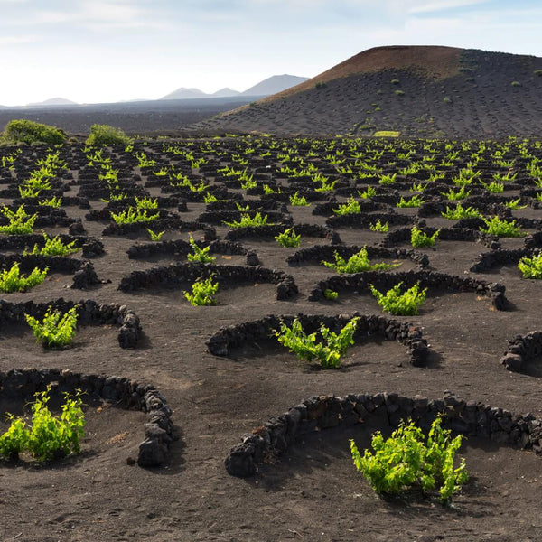 Organic & Biodynamic Volcanic Wines Wine Tasting Richmond The