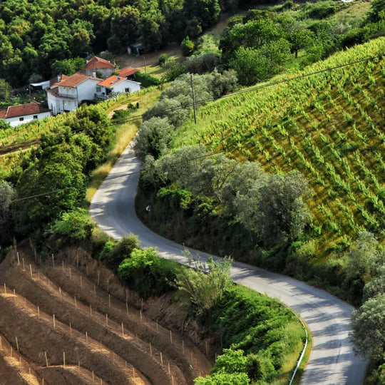 Portugal – 11th May – Teddington