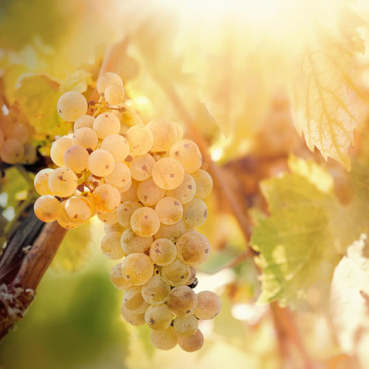 Riesling Rocks – 8th March – Teddington