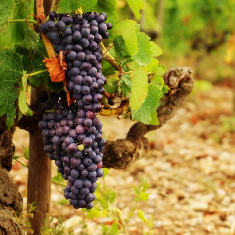 Wild West France From Mountains to Sand 16th February Wine Tasting